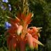 Aloe cooperi (Aloes trawiasty)